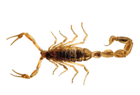 EMPRESA DE FUMIGACION DE ALACRANES DF